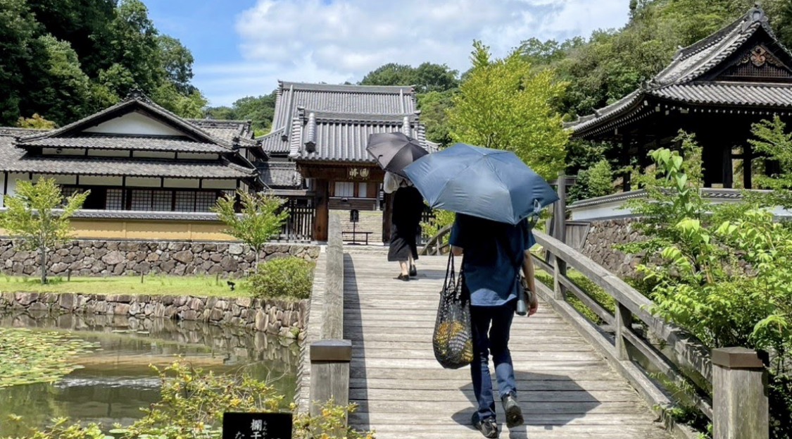 Japanese Parasol